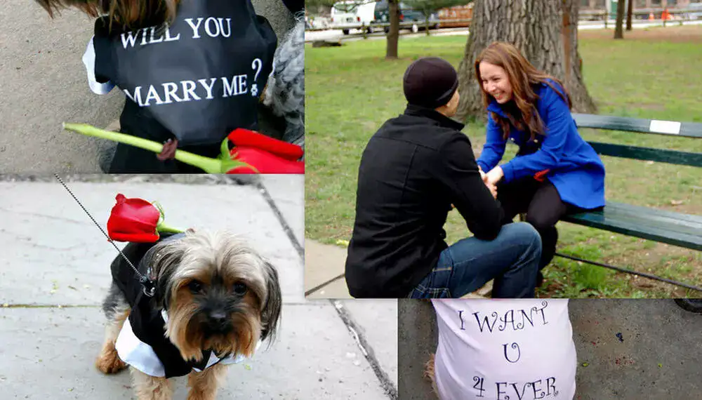 wedding proposal using dogs